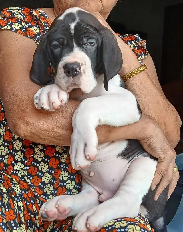 สุนัข เกรทเดน Great dane