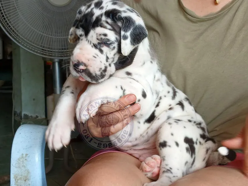 สุนัข เกรทเดน Great dane