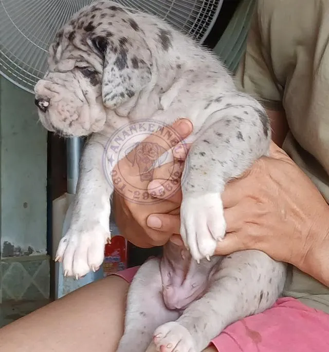 สุนัข เกรทเดน Great dane