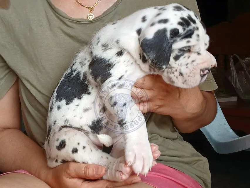 สุนัข เกรทเดน Great dane