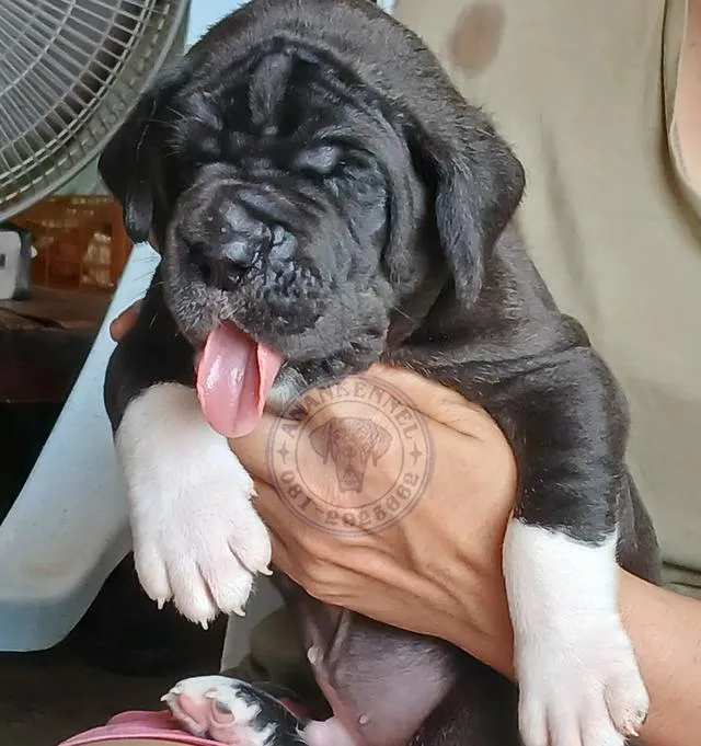 สุนัข เกรทเดน Great dane