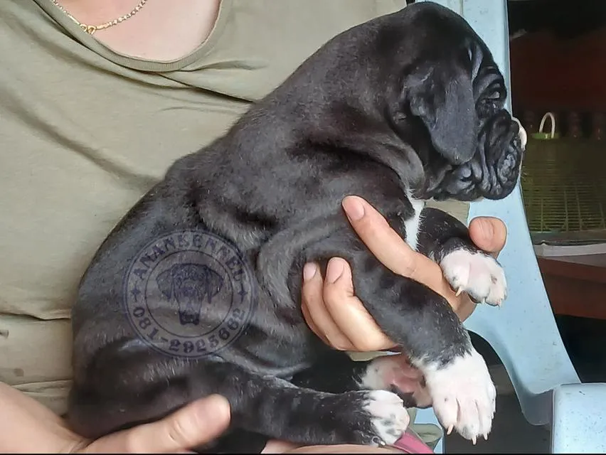 สุนัข เกรทเดน Great dane