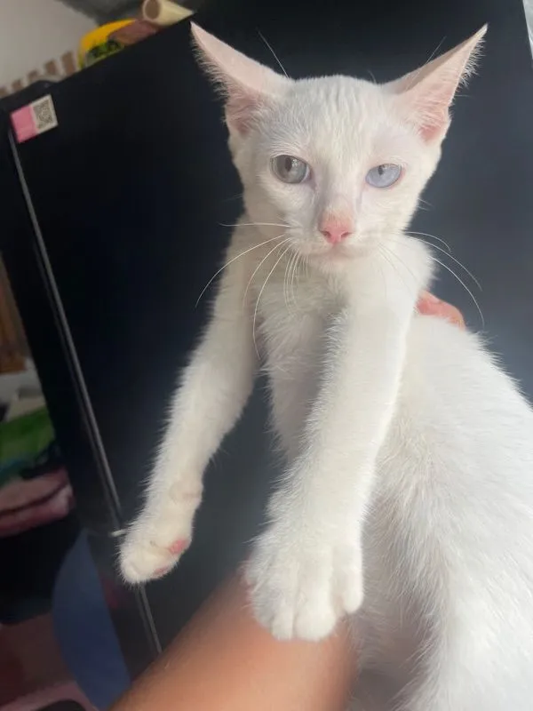ขาวมณี