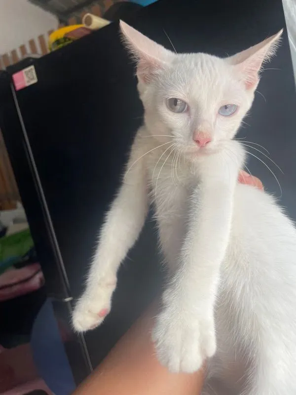 ขาวมณี