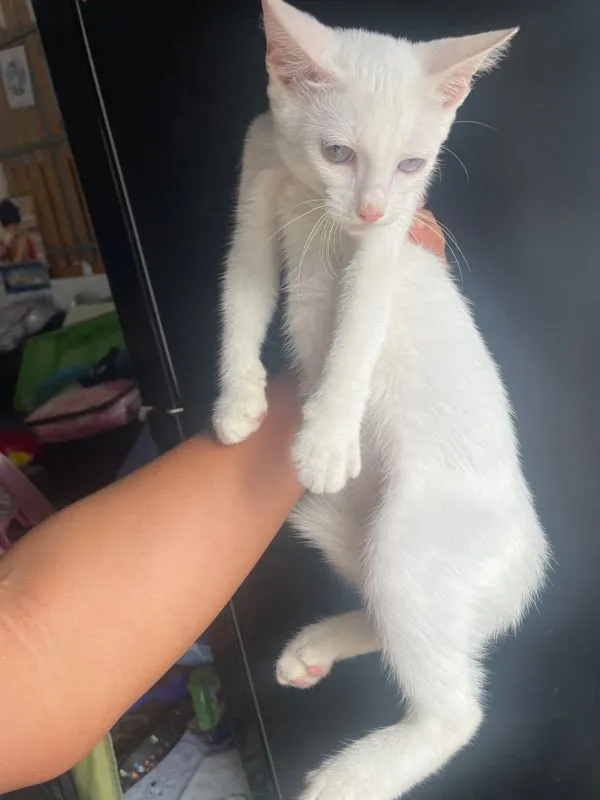 ขาวมณี