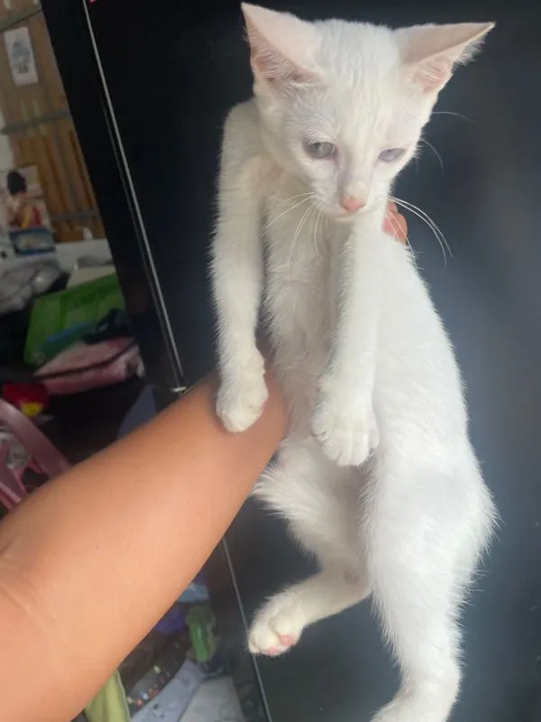 ขาวมณี