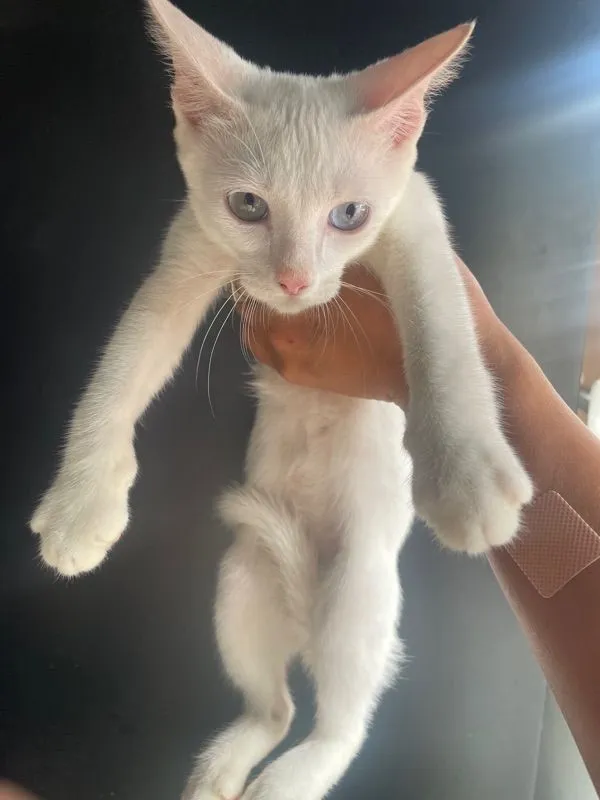 ขาวมณี