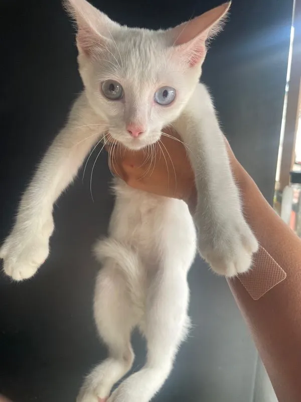 ขาวมณี
