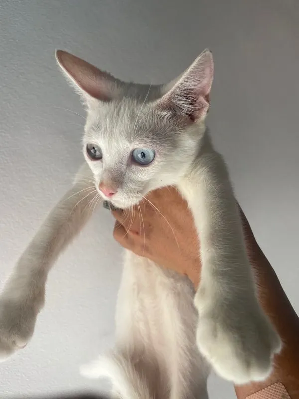 ขาวมณี