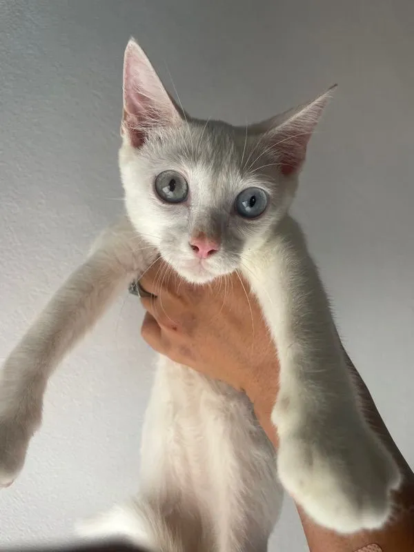 ขาวมณี