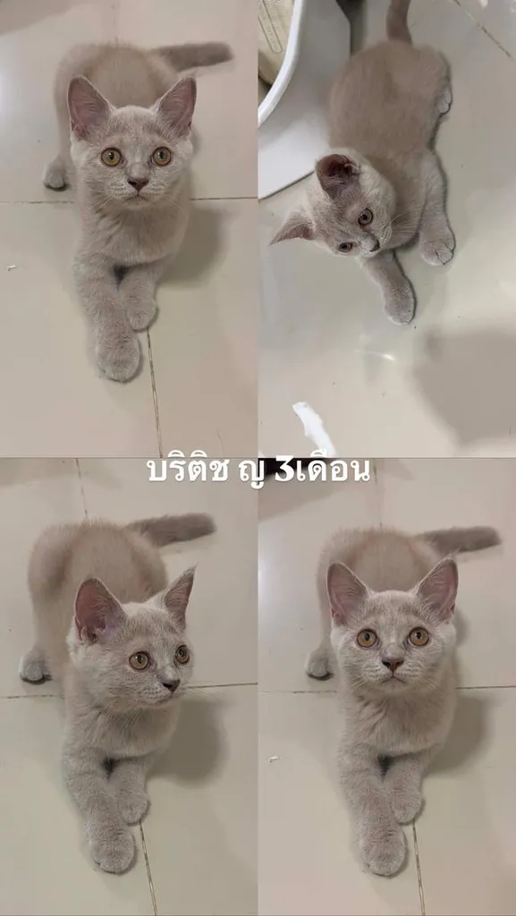 แมวบริติช ช็อตแฮร์สีไลแล็ค
