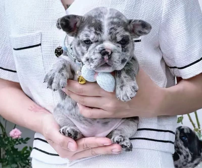 เฟรนบลูด็อก ไลแลคเมอร์บลู ตาฟ้า