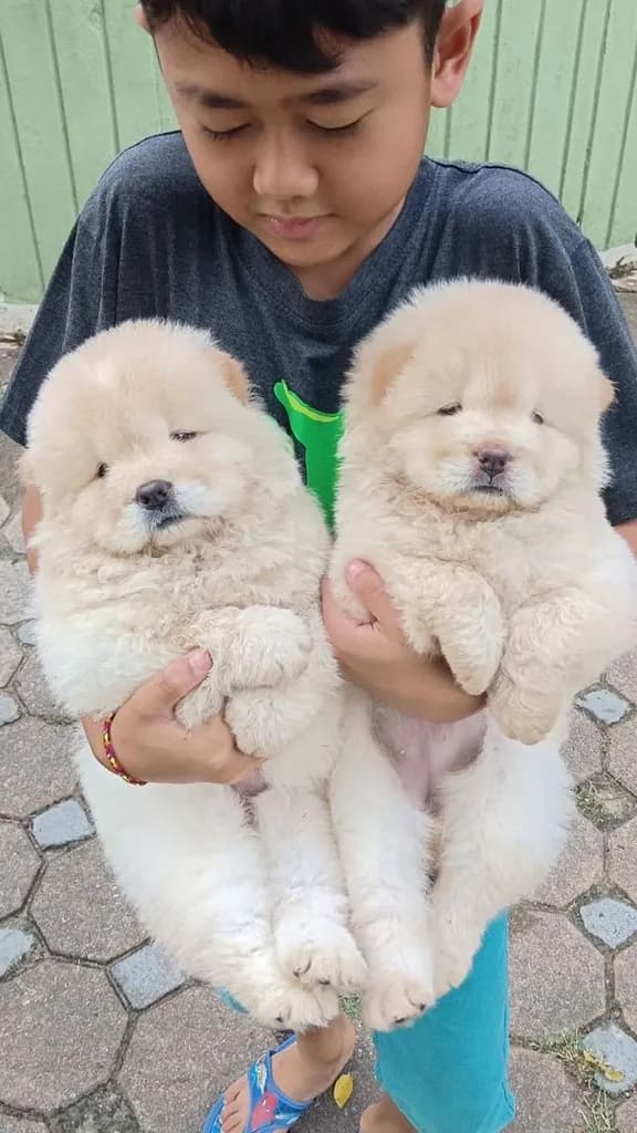 เชาเชาเเท้