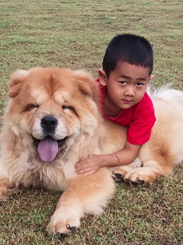 เชาเชาเเท้