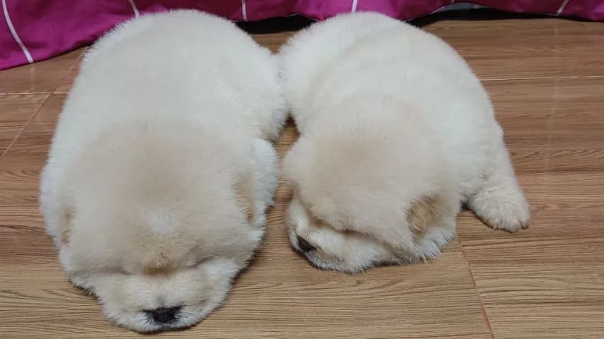 เชาเชาเเท้