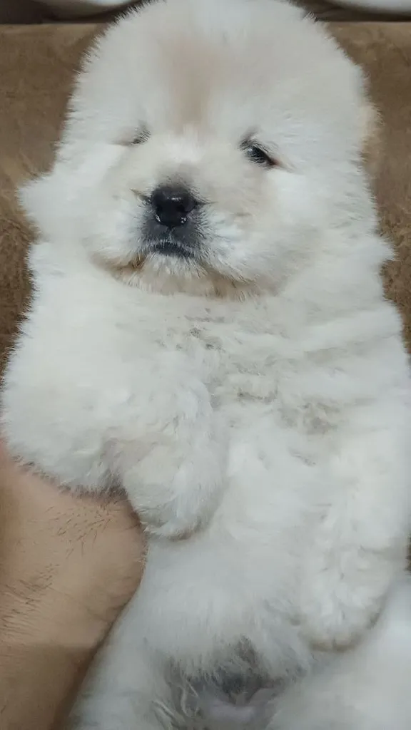 เชาเชาเเท้