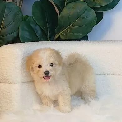 maltipoo มอลติพู เพศผู้ สีน้ำตาลขาว พร้อมวัคซีน5โรคเข็มแรก ถ่ายพยาธิ ใบรับรองจากสัตว์แพทย์ รับประกันสุขภาพ ส่งได้ทั่วไทยทางเครื่องบิน รถแอร์