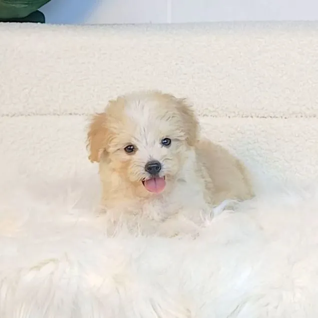 maltipoo มอลติพู เพศผู้ สีน้ำตาลขาว พร้อมวัคซีน5โรคเข็มแรก ถ่ายพยาธิ ใบรับรองจากสัตว์แพทย์ รับประกันสุขภาพ ส่งได้ทั่วไทยทางเครื่องบิน รถแอร์