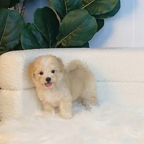 maltipoo มอลติพู เพศผู้ สีน้ำตาลขาว พร้อมวัคซีน5โรคเข็มแรก ถ่ายพยาธิ ใบรับรองจากสัตว์แพทย์ รับประกันสุขภาพ ส่งได้ทั่วไทยทางเครื่องบิน รถแอร์