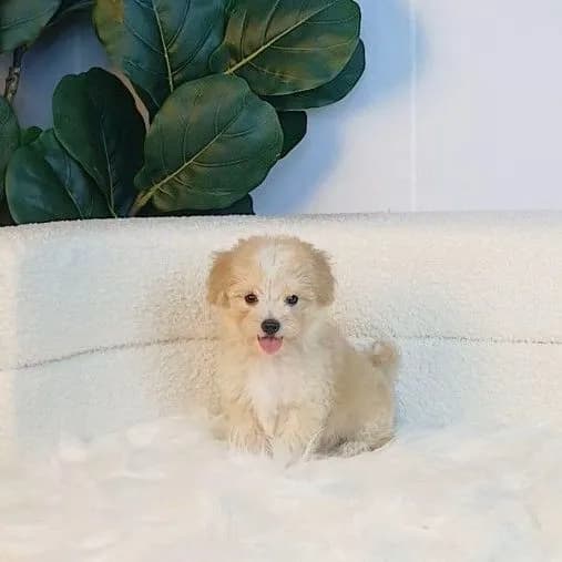 maltipoo มอลติพู เพศผู้ สีน้ำตาลขาว พร้อมวัคซีน5โรคเข็มแรก ถ่ายพยาธิ ใบรับรองจากสัตว์แพทย์ รับประกันสุขภาพ ส่งได้ทั่วไทยทางเครื่องบิน รถแอร์