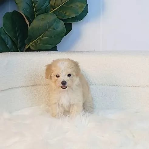 maltipoo มอลติพู เพศผู้ สีน้ำตาลขาว พร้อมวัคซีน5โรคเข็มแรก ถ่ายพยาธิ ใบรับรองจากสัตว์แพทย์ รับประกันสุขภาพ ส่งได้ทั่วไทยทางเครื่องบิน รถแอร์