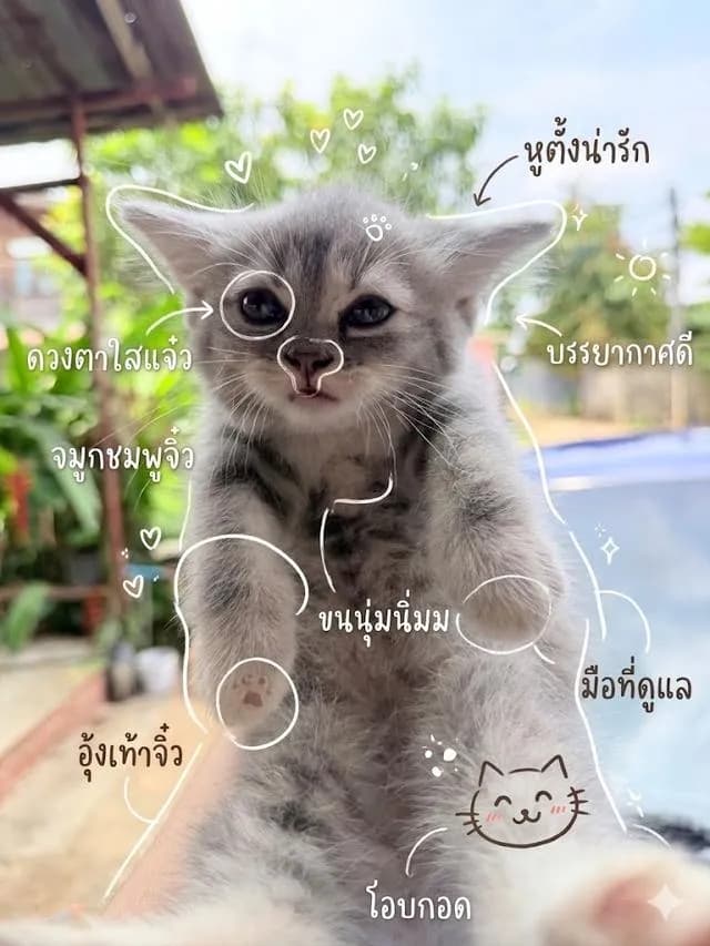 ลูกแมวพันธุ์ สก็อตติช