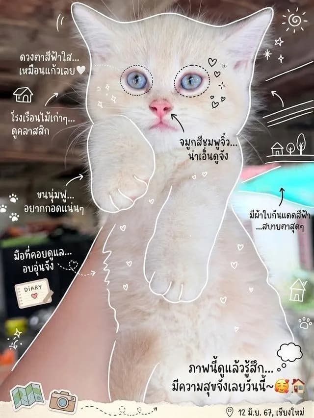 ลูกแมวพันธุ์ สก็อตติช