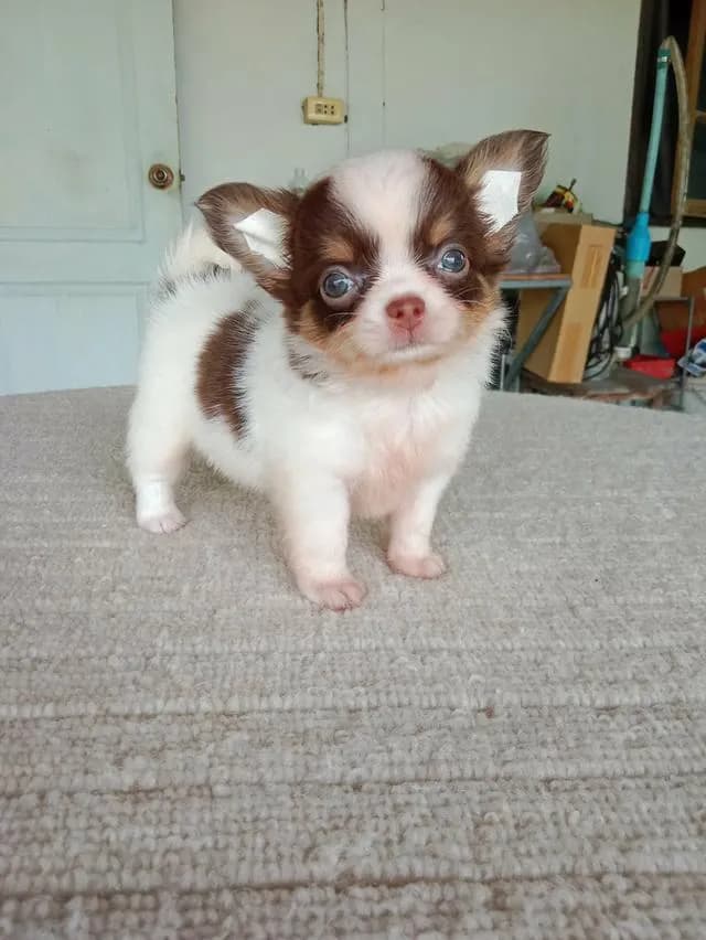 ลูกสุนัขชิวาว่า เพศเมีย