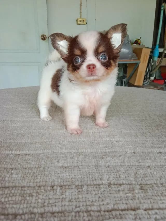 ลูกสุนัขชิวาว่า เพศเมีย