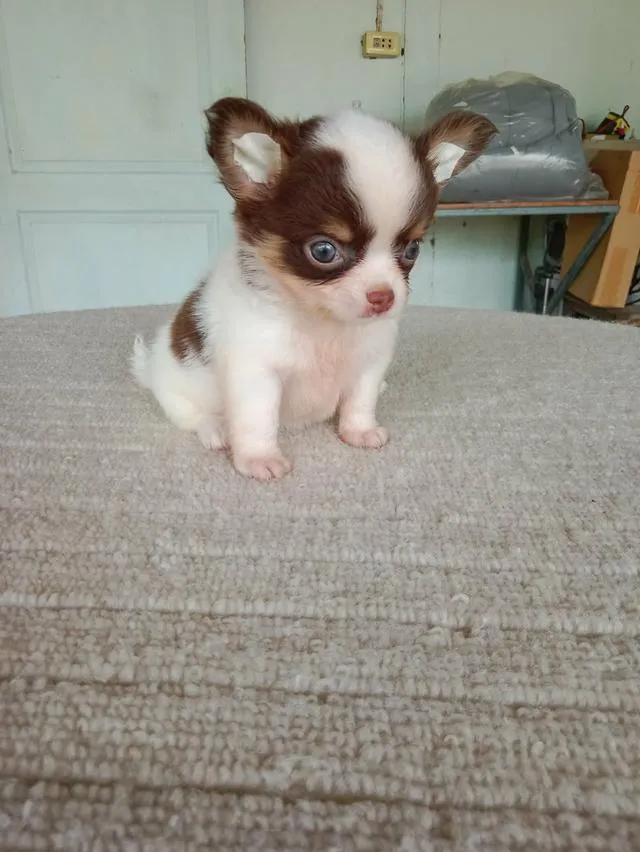 ลูกสุนัขชิวาว่า เพศเมีย