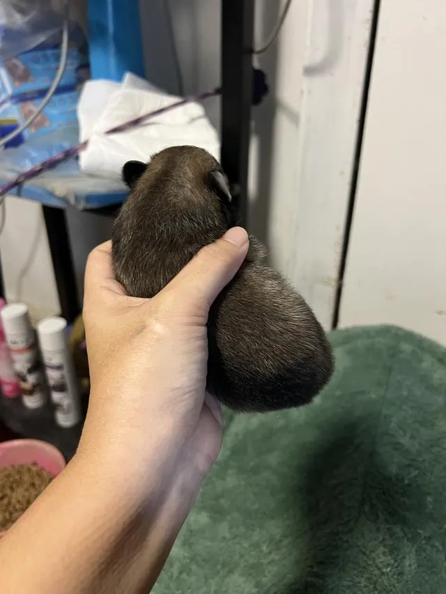 ลูกสุนัขชิวาวาไซค์มินิ