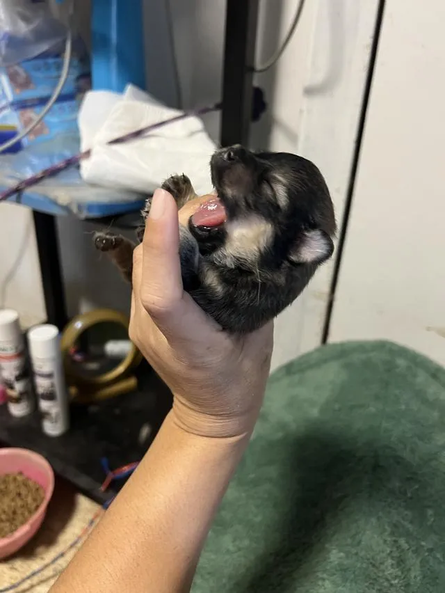 ลูกสุนัขชิวาวาไซค์มินิ