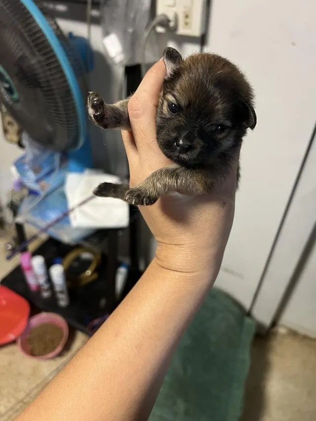 ลูกสุนัขชิวาวาไซค์มินิ