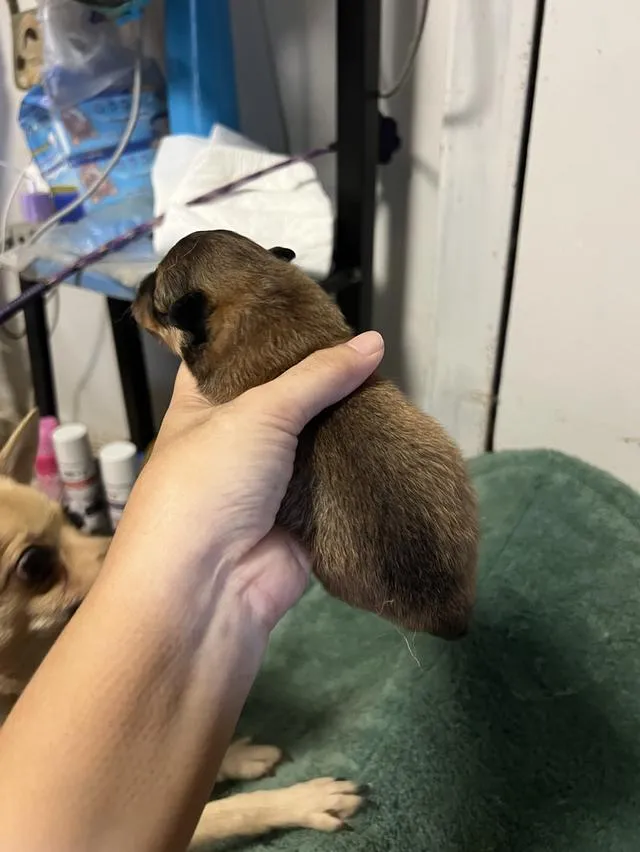 ลูกสุนัขชิวาวาไซค์มินิ