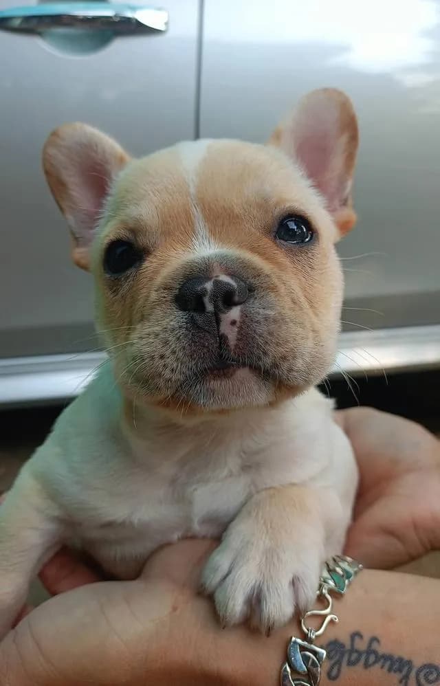 ลูกสุนัขเพศผู้สายพันธุ์ french bulldog