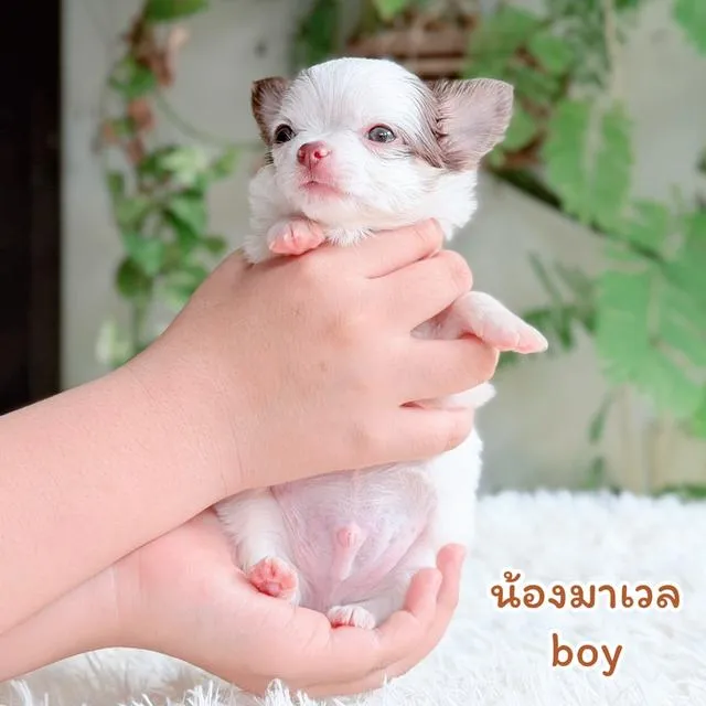 ชิวาวาขนยาวพันธุ์แท้ไซส์เล็ก