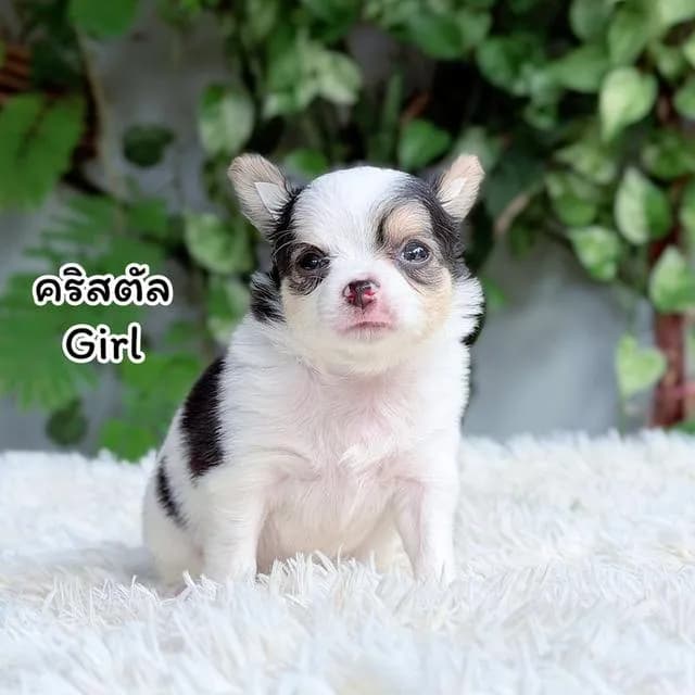 ชิวาวาขนยาวพันธุ์แท้ไซส์เล็ก