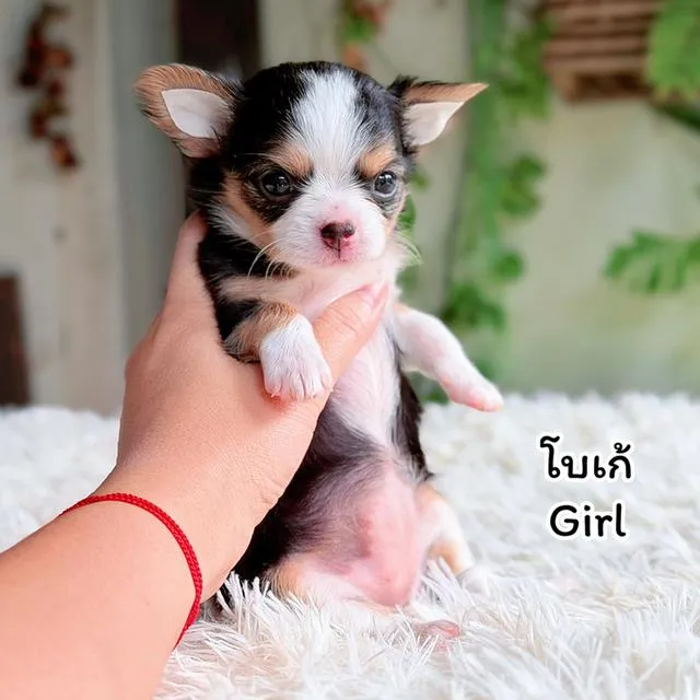 ชิวาวาขนยาวพันธุ์แท้ไซส์เล็ก