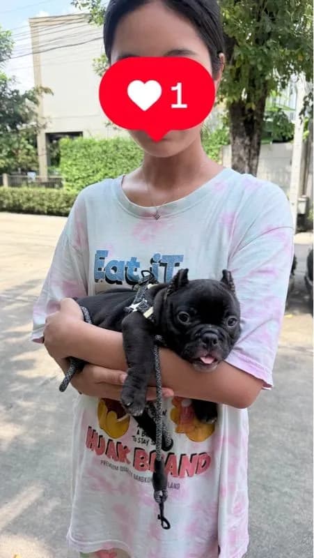 อเมริกัน บูลลี่