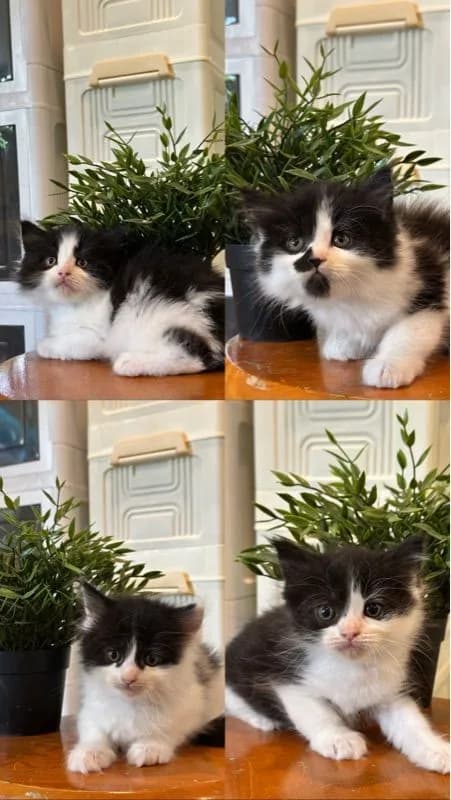 Maine Coon ผสมเปอร์เซีย