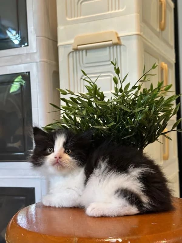 Maine Coon ผสมเปอร์เซีย