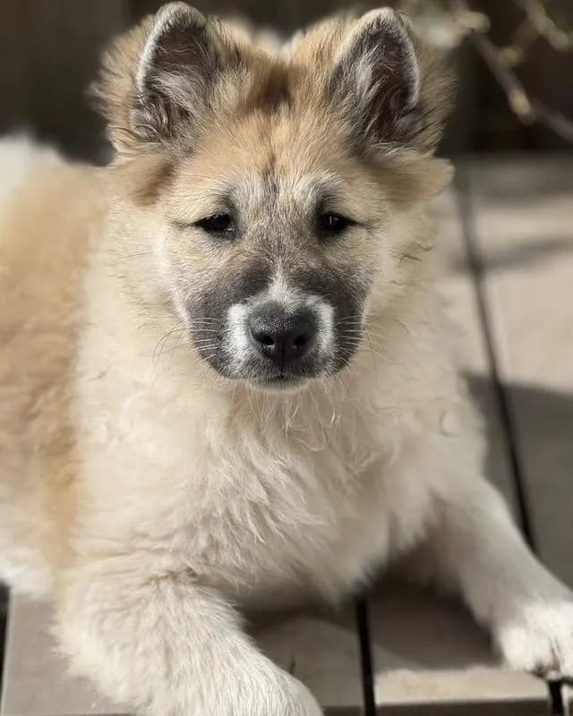 Thai Bangkaew Puppies