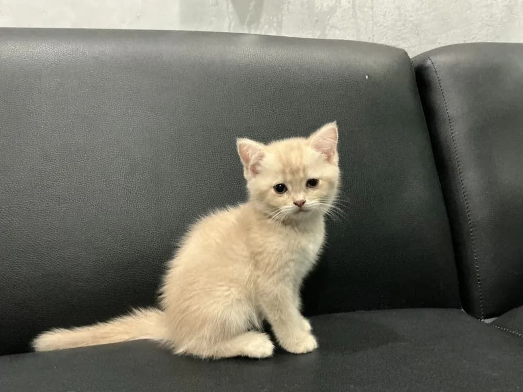 สก๊อตติส บรีติส