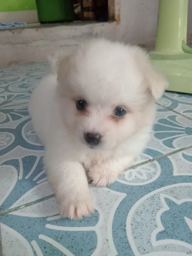 ลูกชิสุผสม