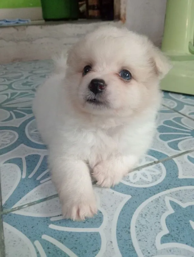 ลูกชิสุผสม