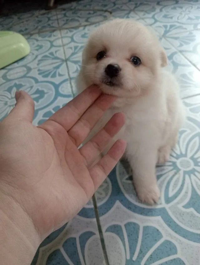 ลูกชิสุผสม