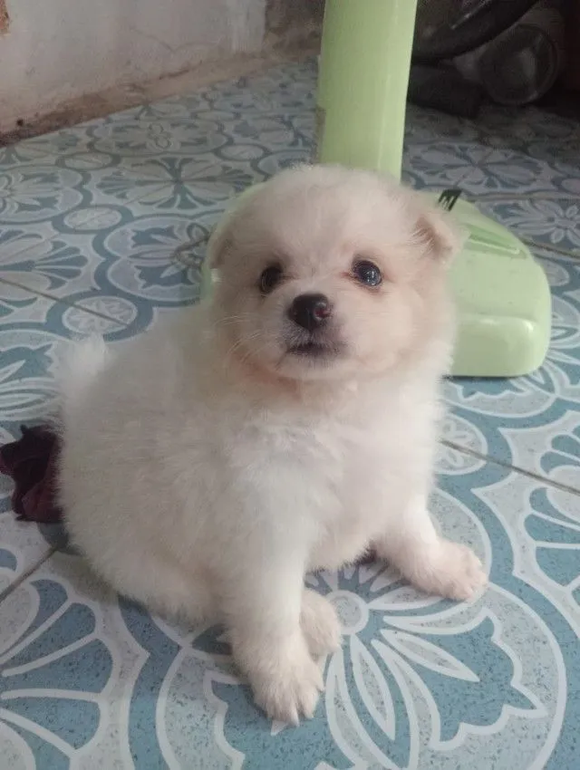 ลูกชิสุผสม