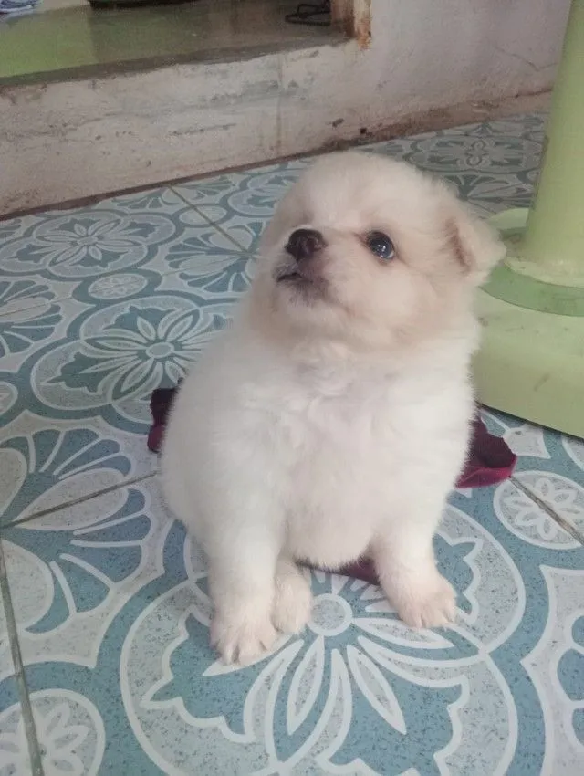 ลูกชิสุผสม