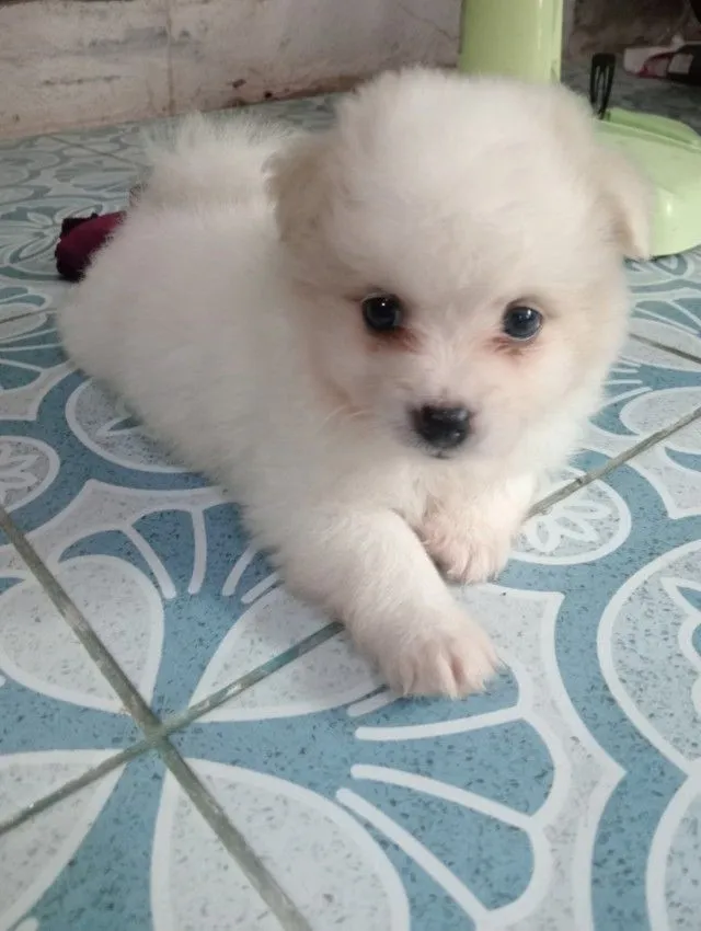 ลูกชิสุผสม