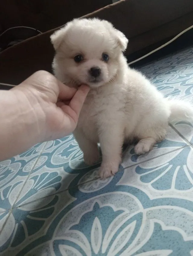 ลูกชิสุผสม